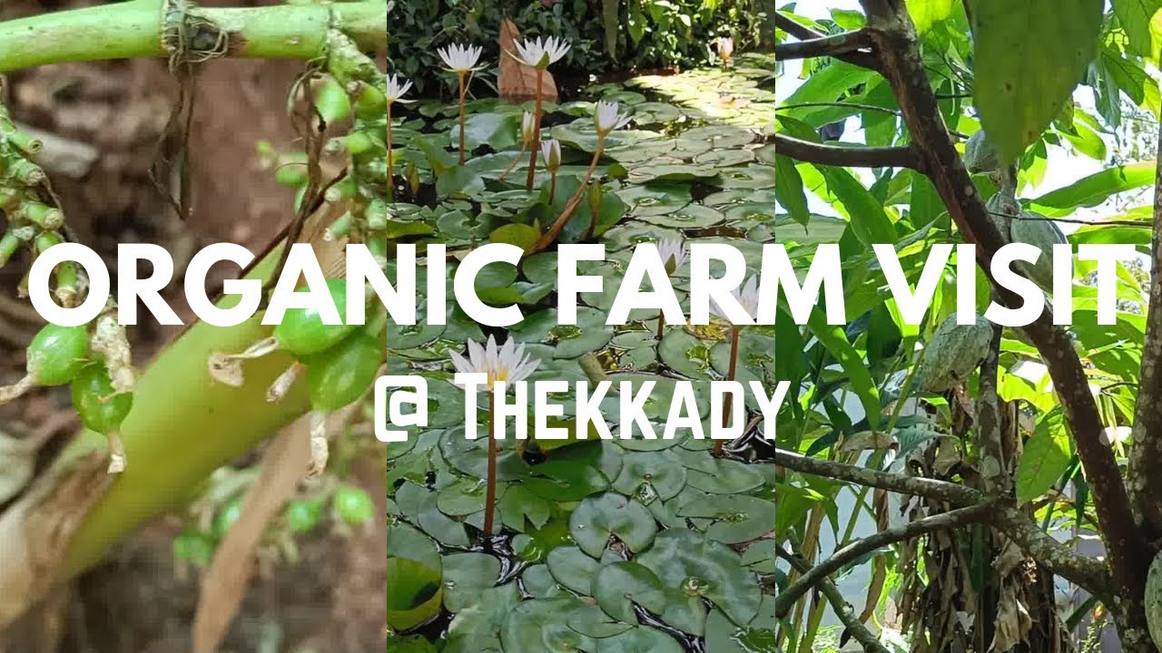 Thekkady Organic Farm Visit | Kumuli Spice Garden Tour | Spice Herbal Garden