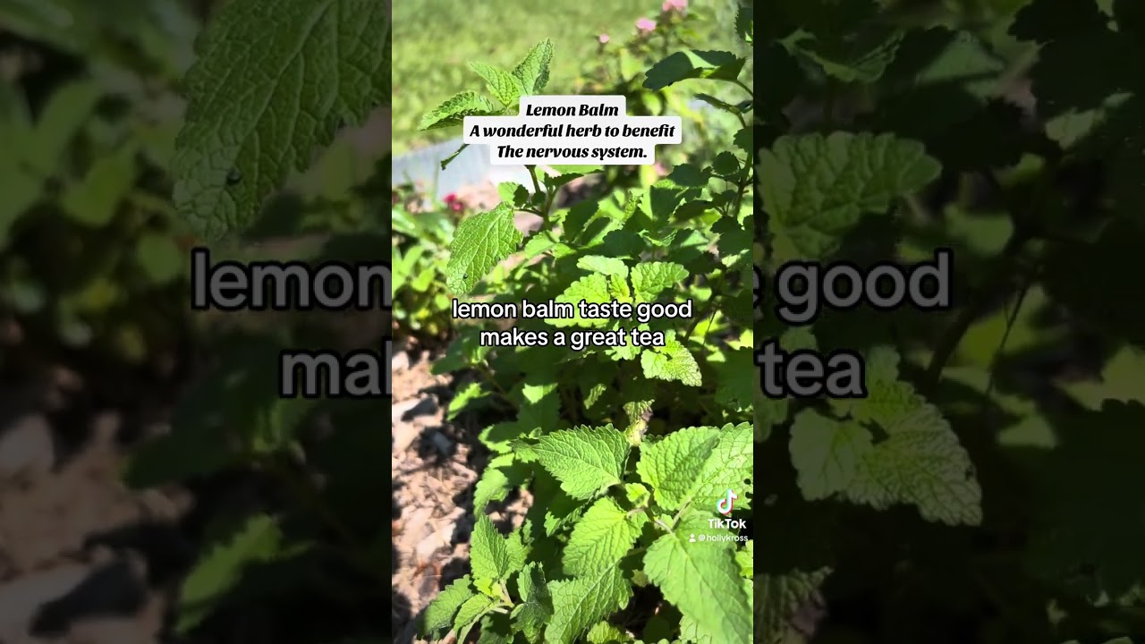 Reduce anxiety with herbs like lemon balm!