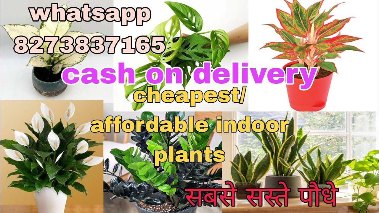 indoor/ succulent plant cheapest/affordable price  online sabse sasta