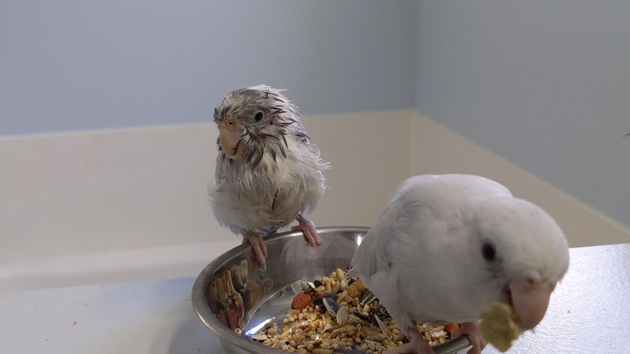 🦜 Should You Have 2 Or 3 🕊️ Parrotlets? #Parrot_Bliss #Parrotlet