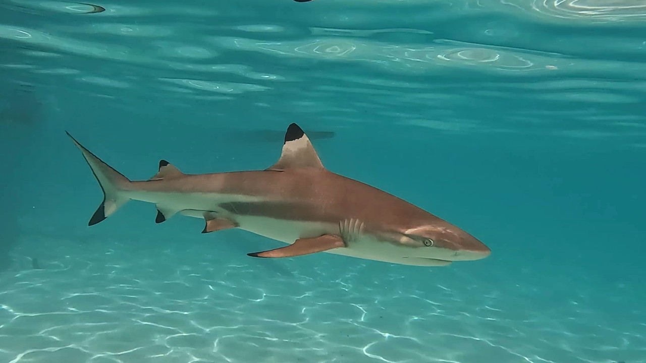 Sharks Sandbank Moorea - a snorkeler's dream