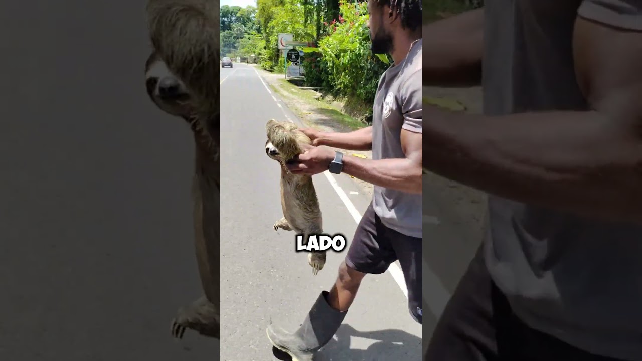 ¡Rescate Rápido! Salvando a un Perezoso en la Carretera 🦥✨ 