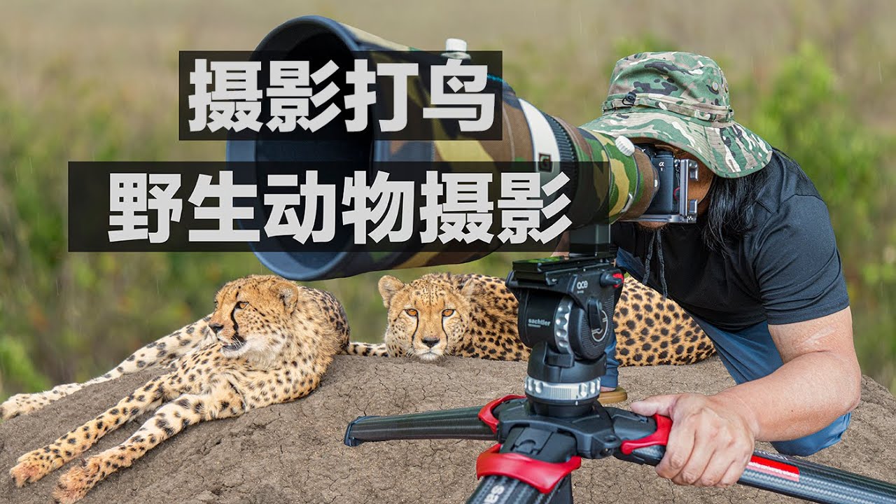 攝影打鳥/野生動物攝影如何選擇鏡頭｜180-600/400/2.8｜尼康佳能索尼｜Wildlife Photography