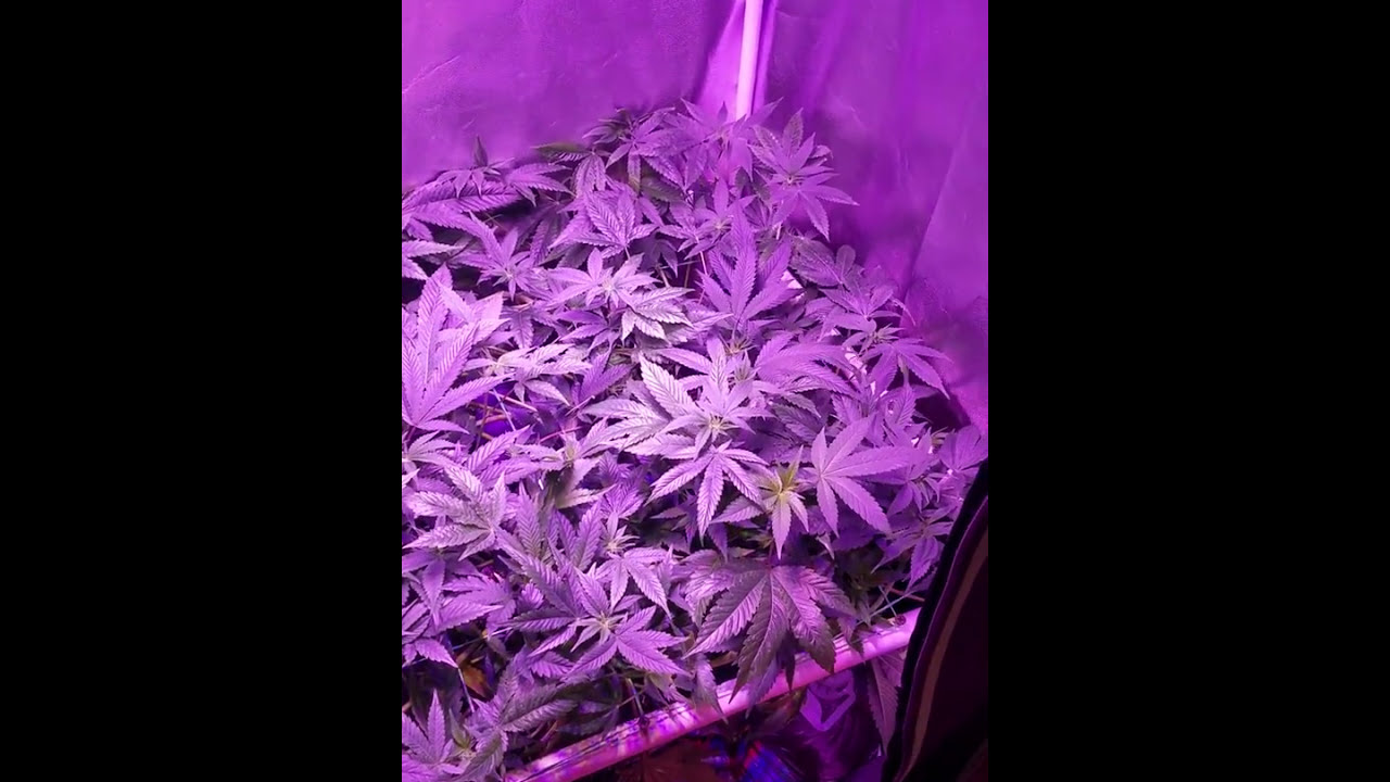 Scrog update day 10 of flowering stage
