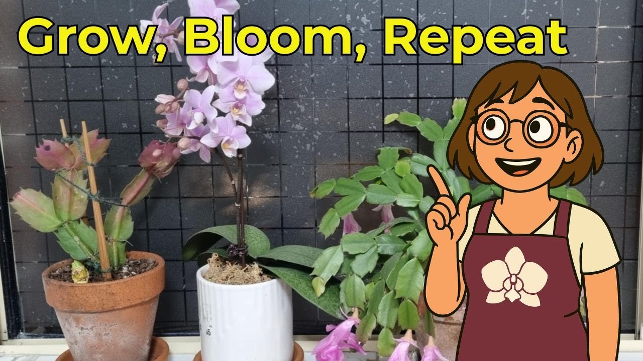 Orchid Care 101 - Future Proof Your New Orchid!