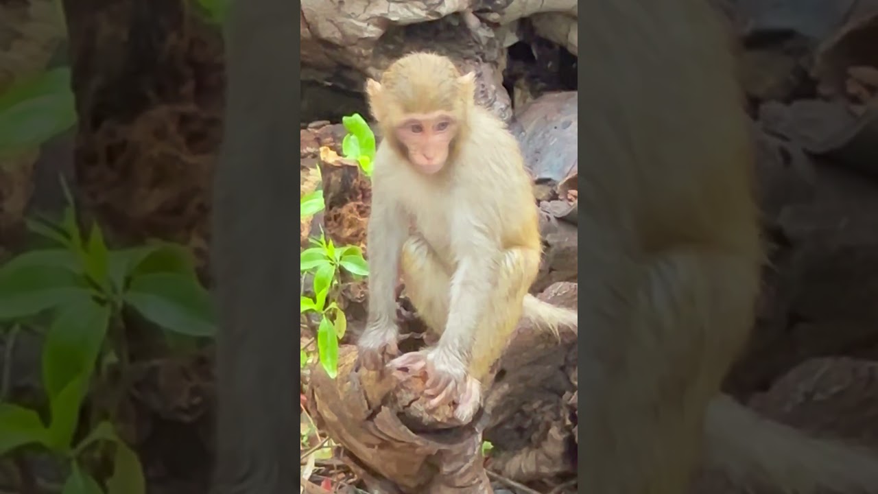 Curious Baby Monkeys Explore the World 🐒😂 #Shorts