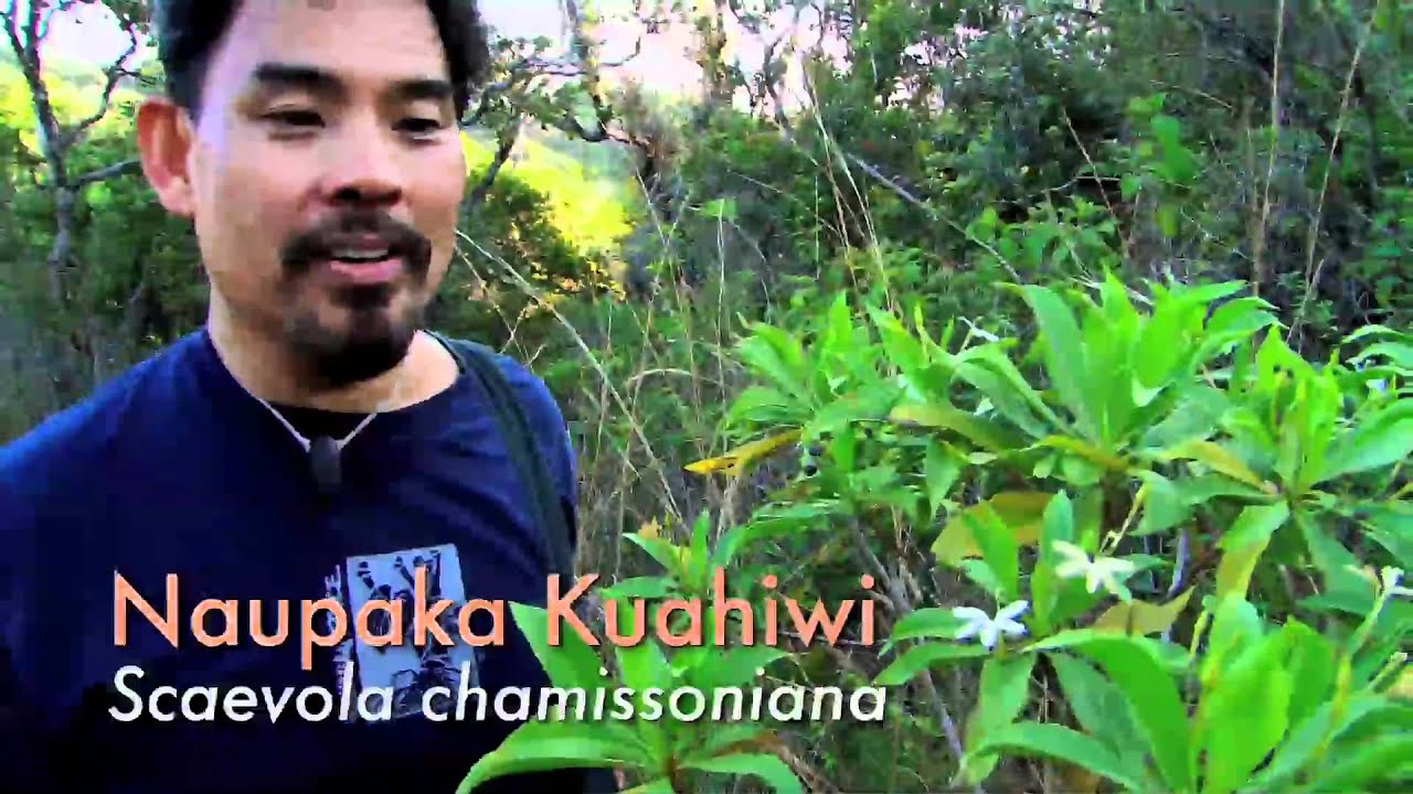 Nowhere Else on Earth: Indigenous Plants of Hawaii