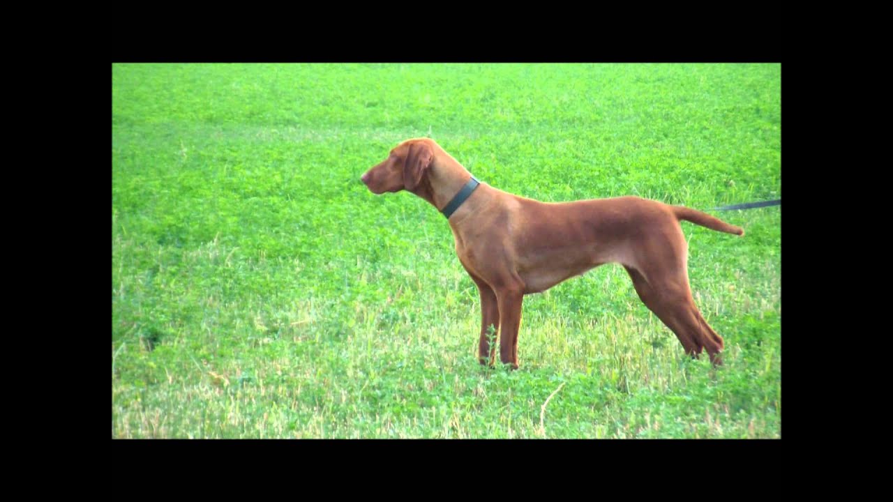 Pointer - NKO a MKO nácvik vystavování s Bird Launchery