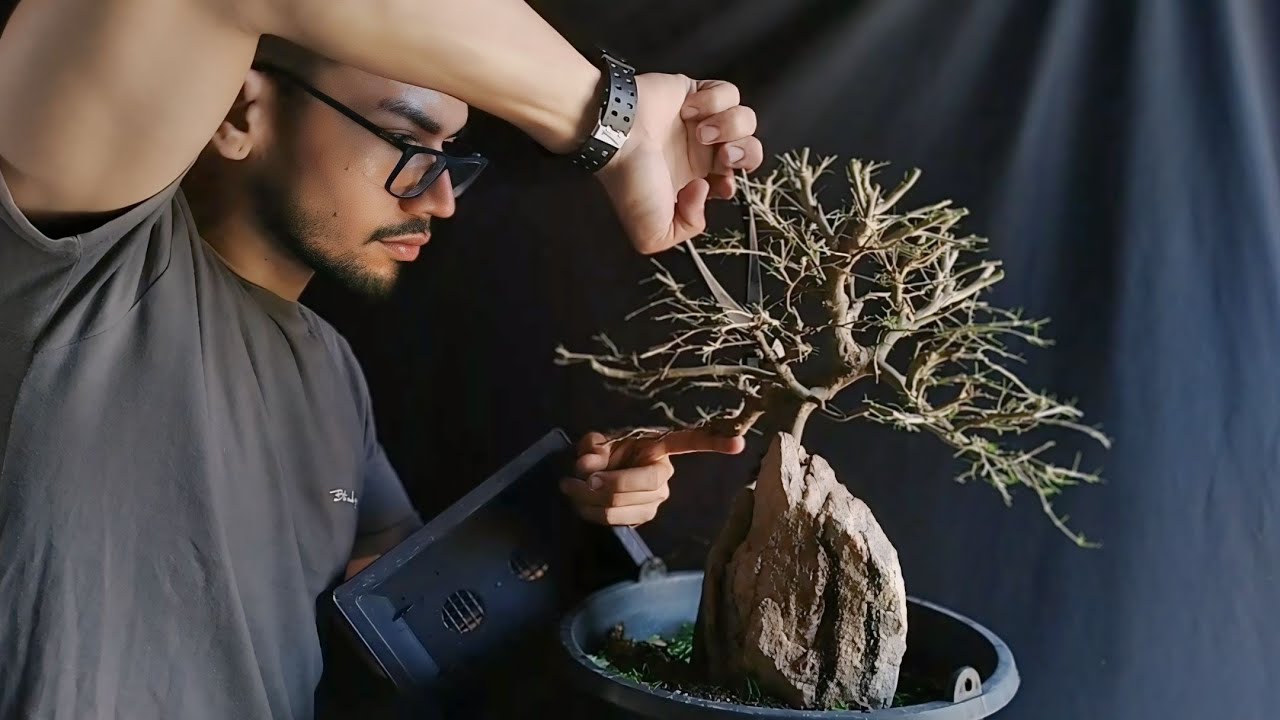 Colocando meu Bonsai de Piteco sobre Rocha no Vaso Definitivo