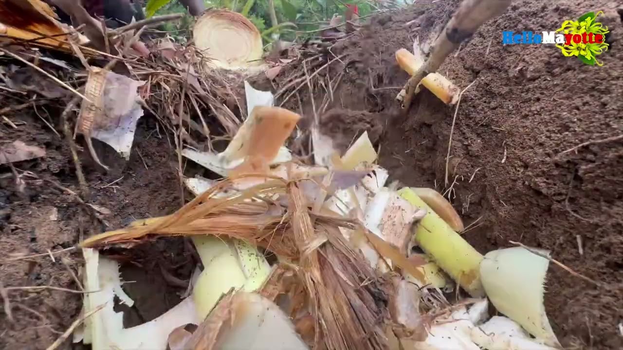 URGENT URGENT : Appels à vous tous agriculteurs de Mayotte