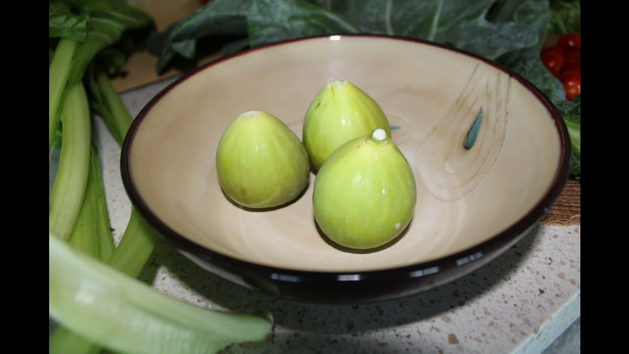 How to Grow White Kadota Fig Trees - Kona, Hawaii