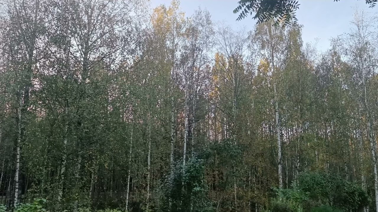 Syksyinen pimenevä ilta #nature #autumn #evening 