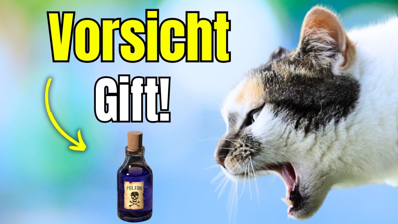 5 giftige Dinge im Katzenalltag, hast du sie auch?