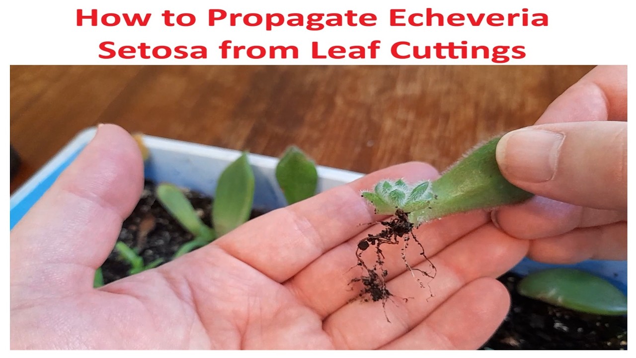 Echeveria Setosa - How to Propagate by Leaf Cuttings