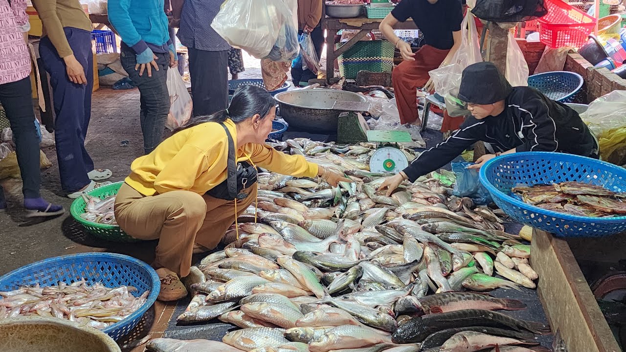 ផ្សារពន្លៃព្រឹកនេះសំបូរត្រីល្អៗណាស់ បញ្ជាក់សុទ្ធតែត្រីធម្មជាតិបឹងទន្លេសាប🐟👍