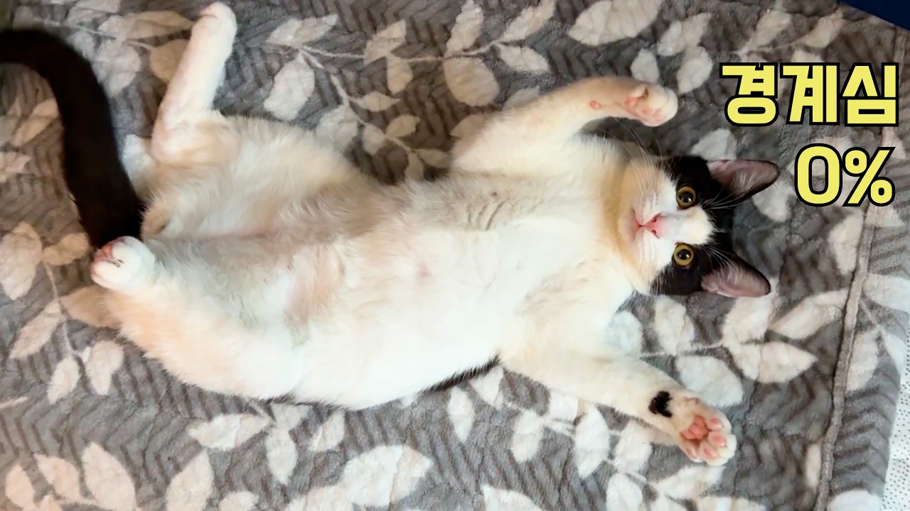 잘 자더니 몸이 점점 커지는 7개월 고양이