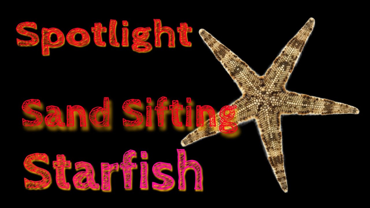 This video highlights one of the aquariums hardest worker! The Sand Sifting Starfish.