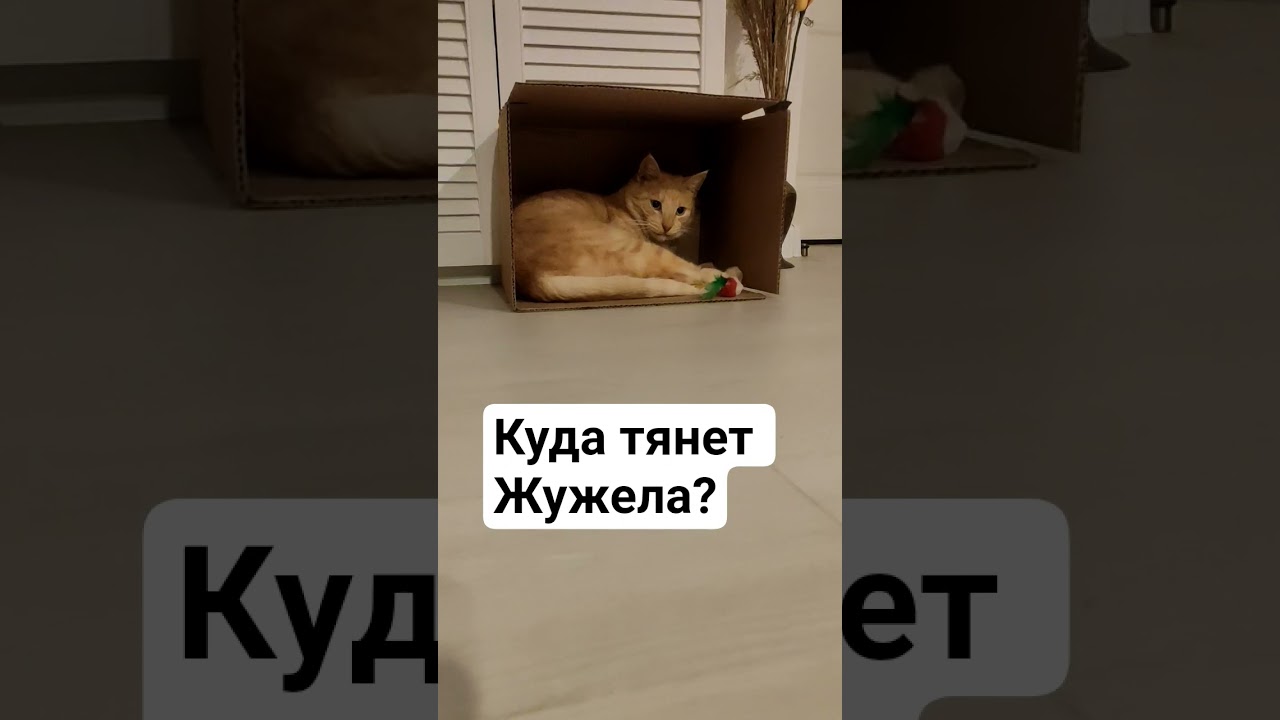 Куда тянет Жужела? Пишите в комментариях 😸☝️ 