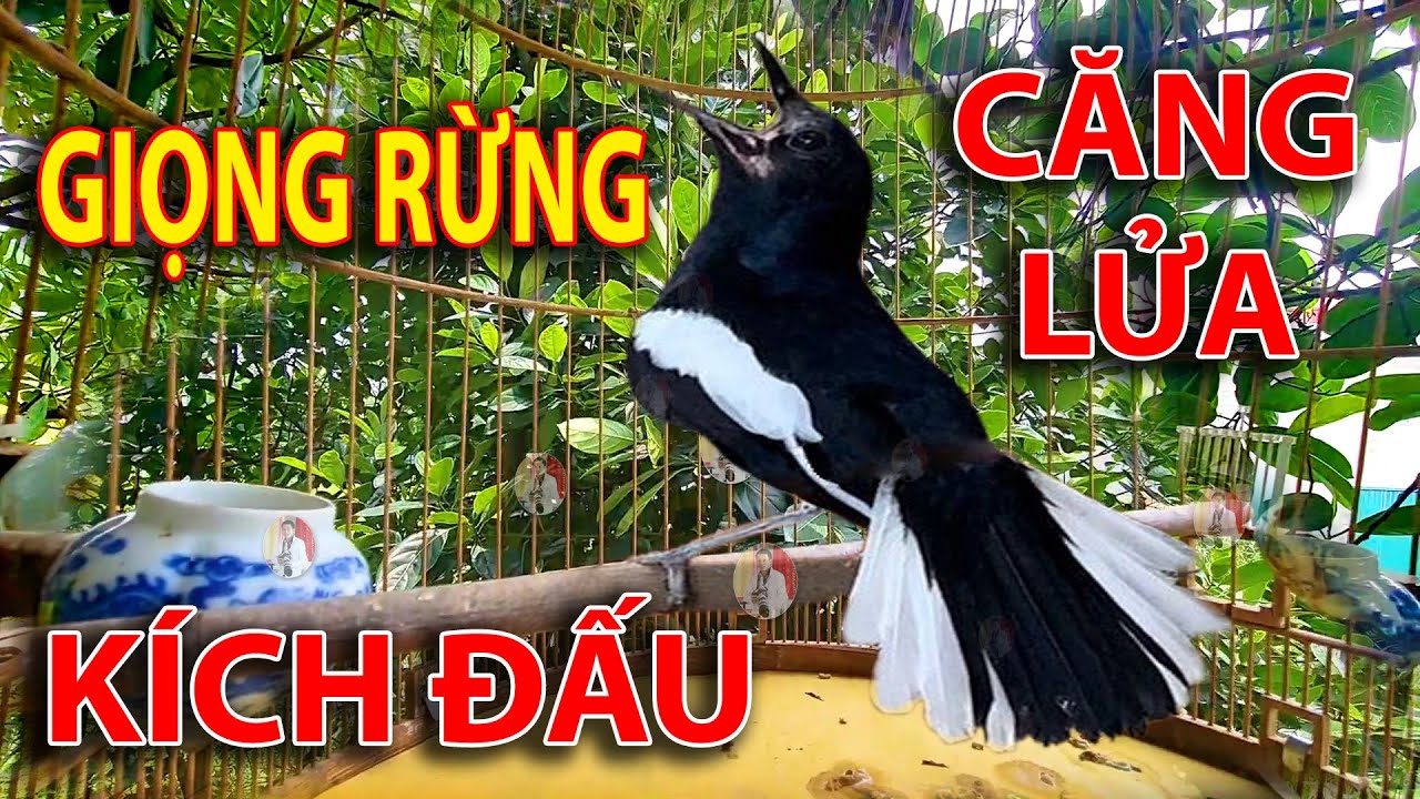 Chòe Than Hót Chuẩn GIỌNG NÚI RỪNG Kích Chòe Than Hót Đấu Luyện Choè than HÓT HAY choe than#choethan