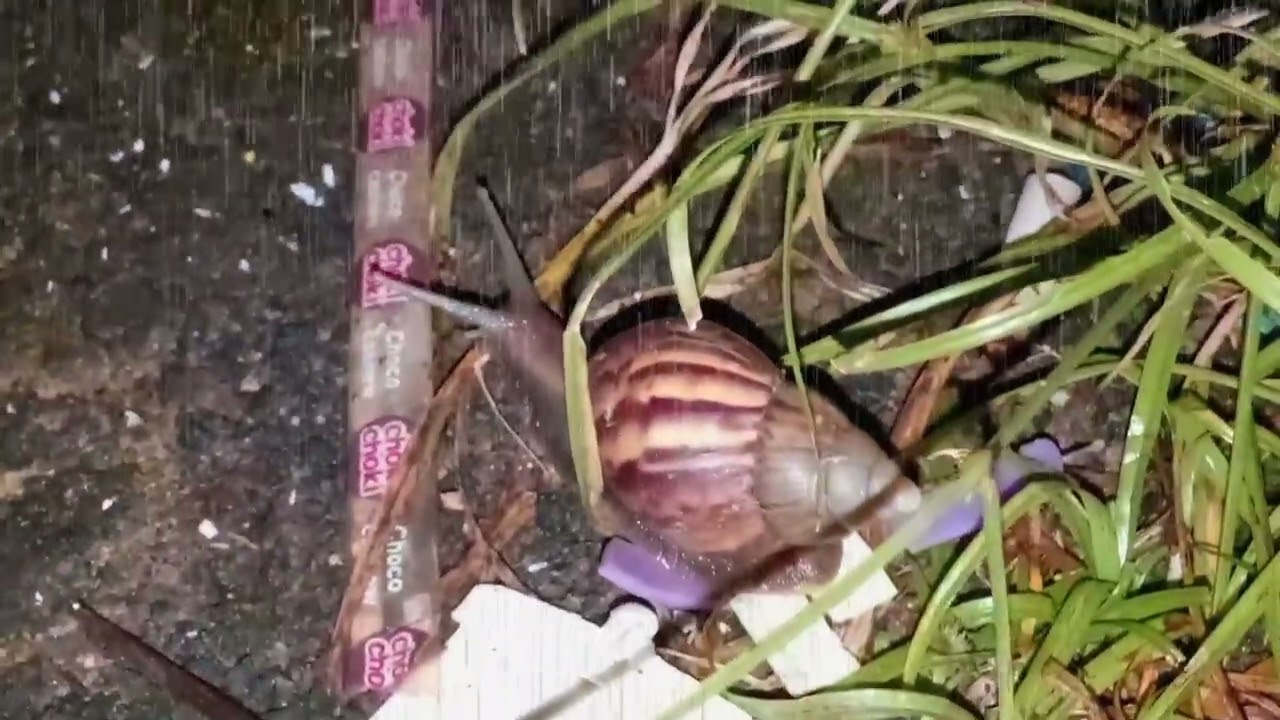 Deep Sleep with Rainy Night Snails 