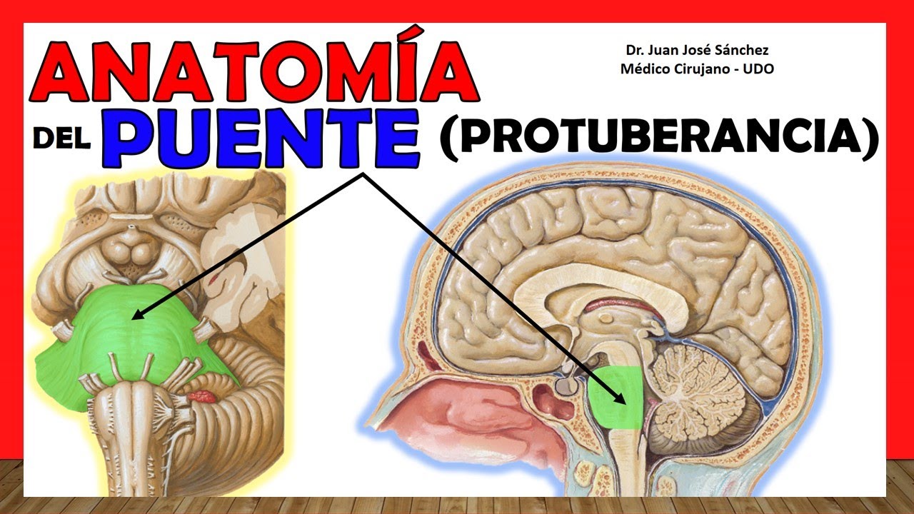 🥇 Anatom&iacute;a del PUENTE. (Protuberancia Anular) &iexcl;Explicaci&oacute;n Sencilla!