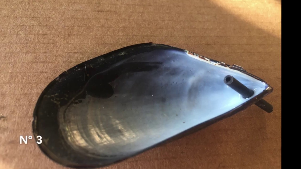 PECHE DE LA DAURADE A LA MOULE ( MON MONTAGE )