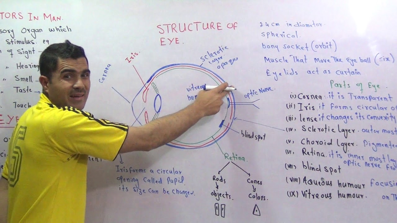 Structure of the Eye  how image is formed urdu hindhi