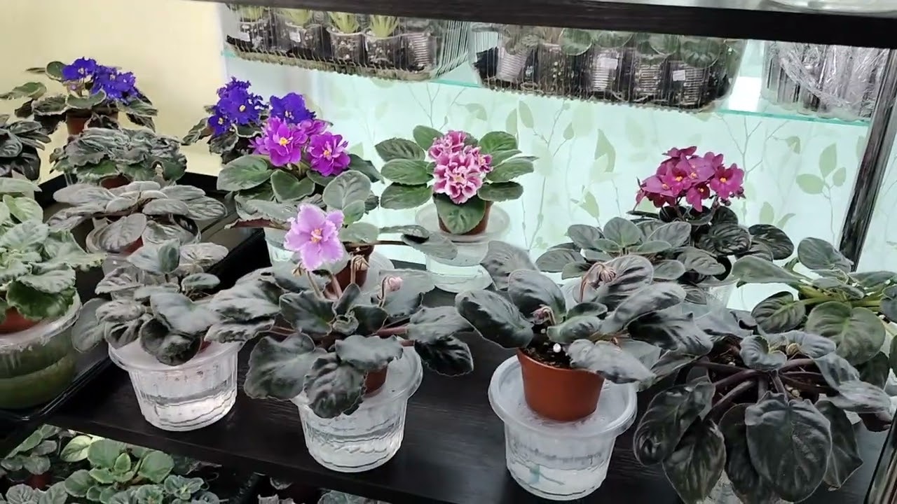 Моя фіалкова кімната. Мініекскурсія.