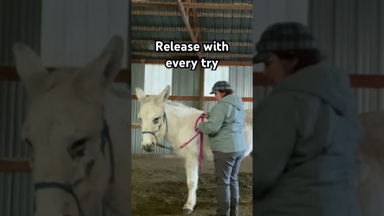 Asking your donkey to bend | REWARD EVERY TRY