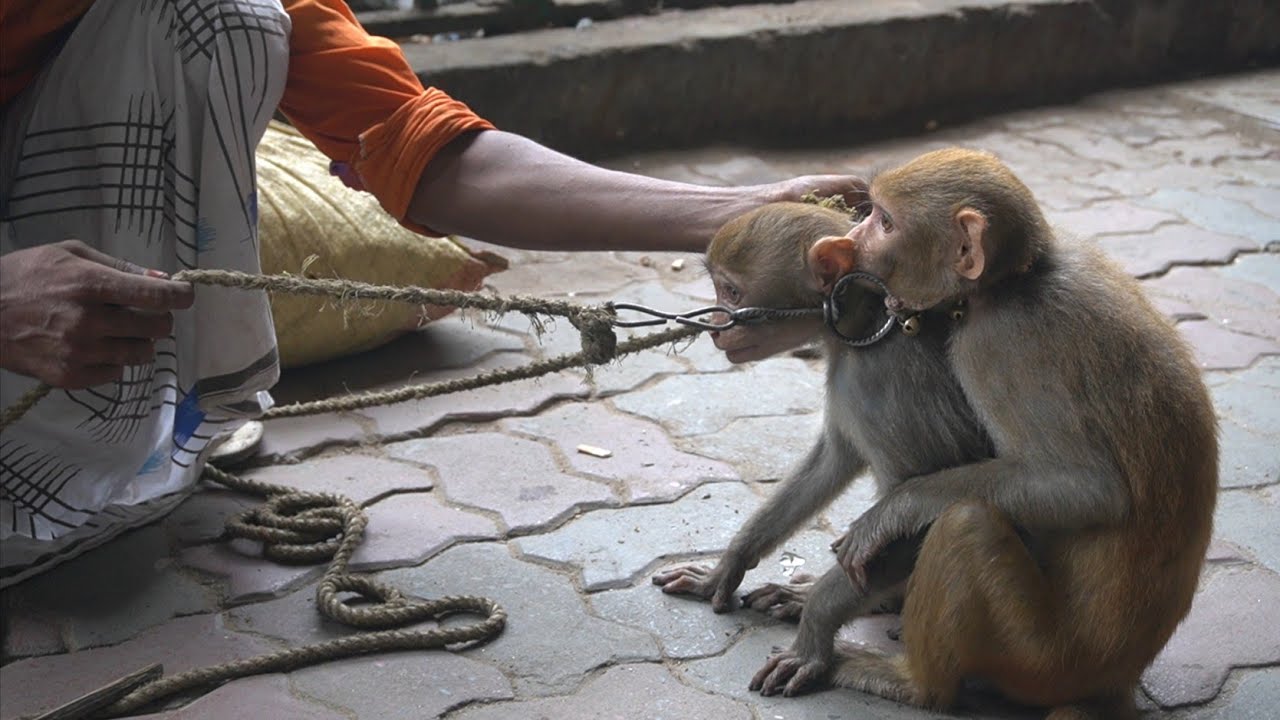 FUNNY MONKEY DANCE: Very Funny Monkey Dance Don't Miss It | Indian Street Show