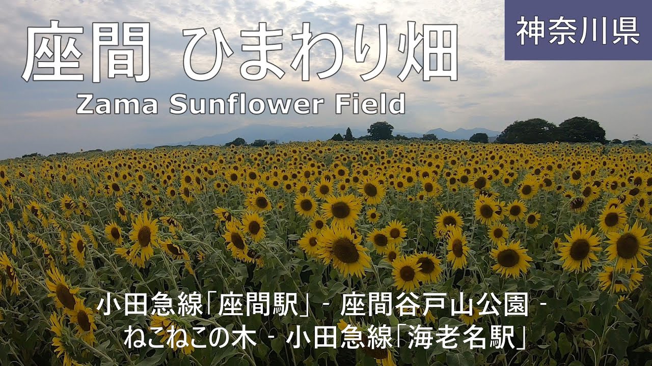 【座間 ひまわり畑】ハイキング Zama Sunflower Field