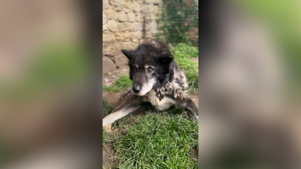 Une association dévouée change le destin de six chiens de traîneau âgés et vulnérables