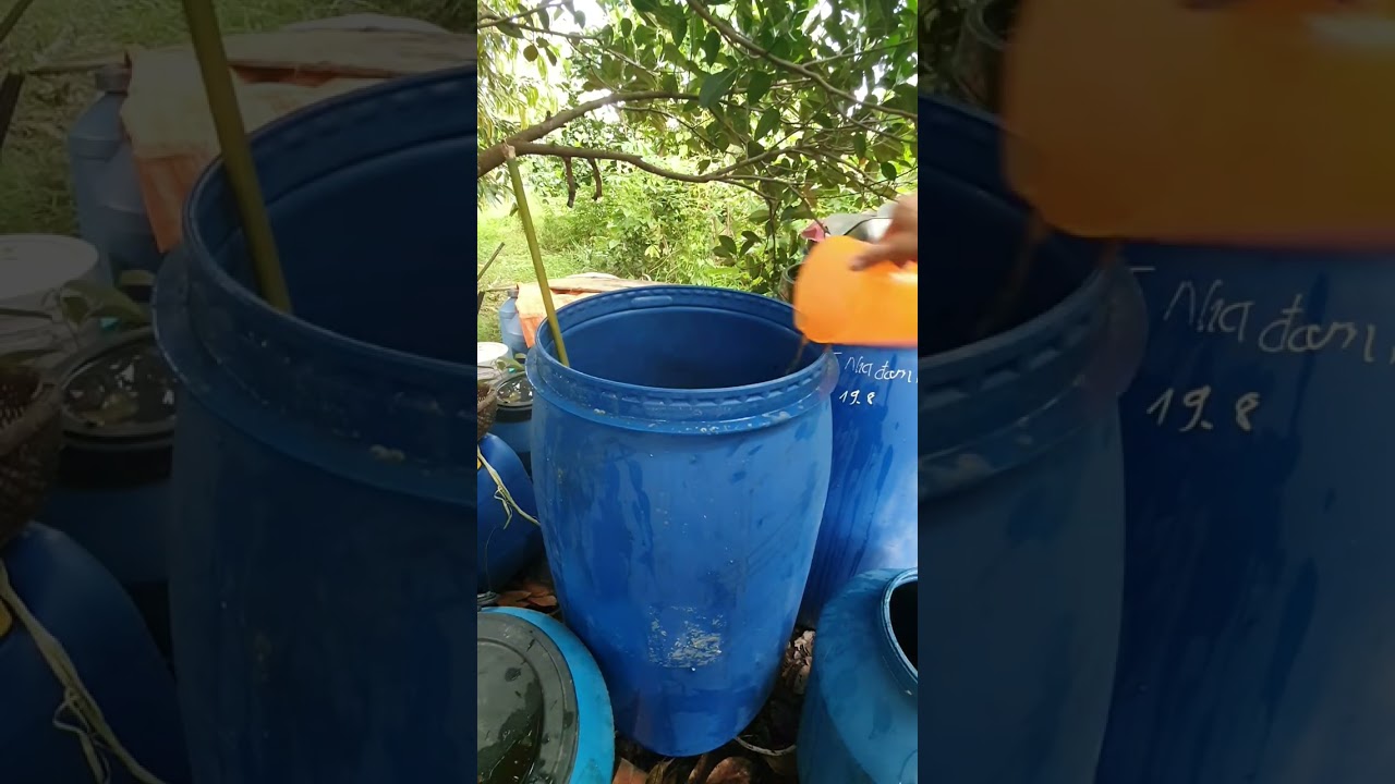 CÔNG THỨC Ủ PHÂN DƠI VI SINH #huuco #organic #uphantainha