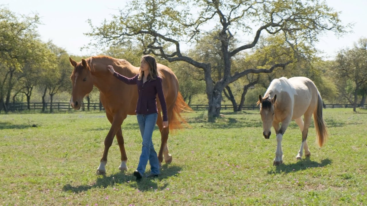 Find Happiness With Your Horse: The Willing Equine Academy