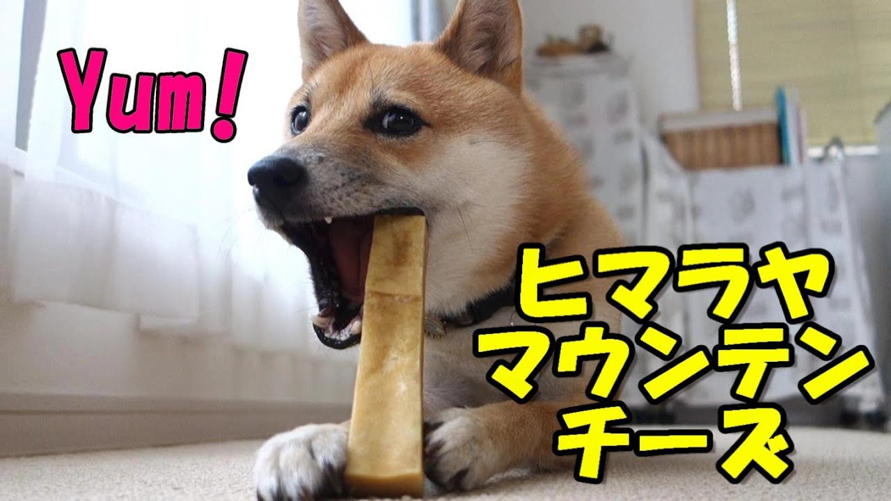 豆柴おーじろう☆ヒマラヤチーズ風を食べる mameshiba(shiba inu) OHJIRO Himalaya Mountains Cheese