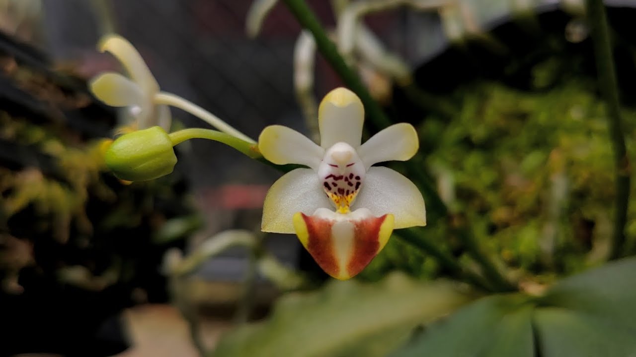 Hoa Lan Hồ điệp Cúc Phương Phalaenopsis lobbii || Toán Ròm Garden