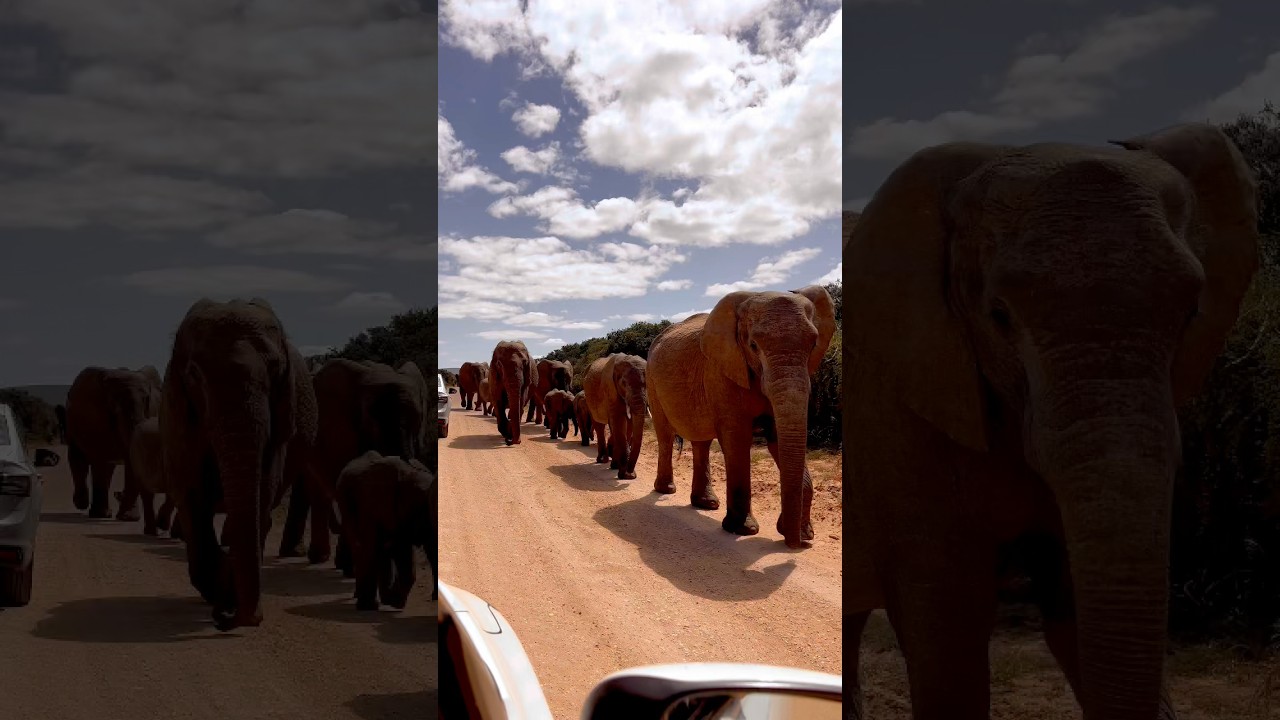 Elephants in the road in Addo Elephant National Park 