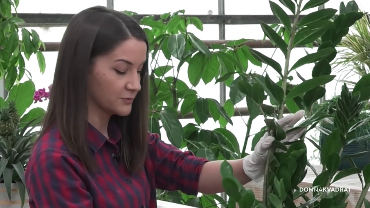 &Scaron;est biljaka za tamne prostore!