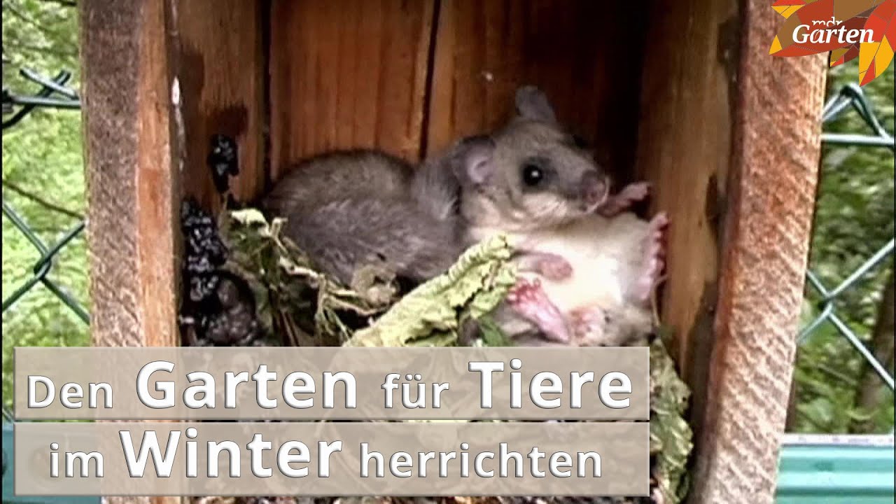 Traumgarten für Tiere - so helfen Sie Tieren im Winter | MDR Garten