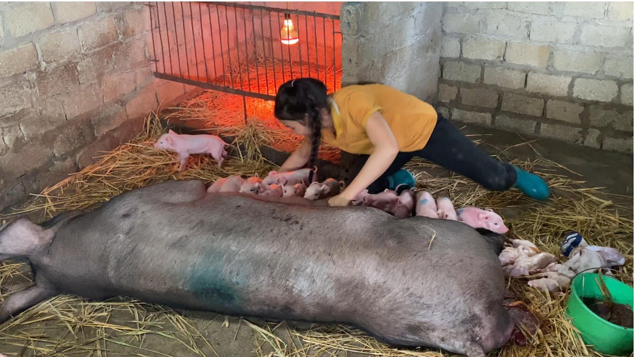 My breeding method.There are 16 white pigs /@ThoaRurallife  #94