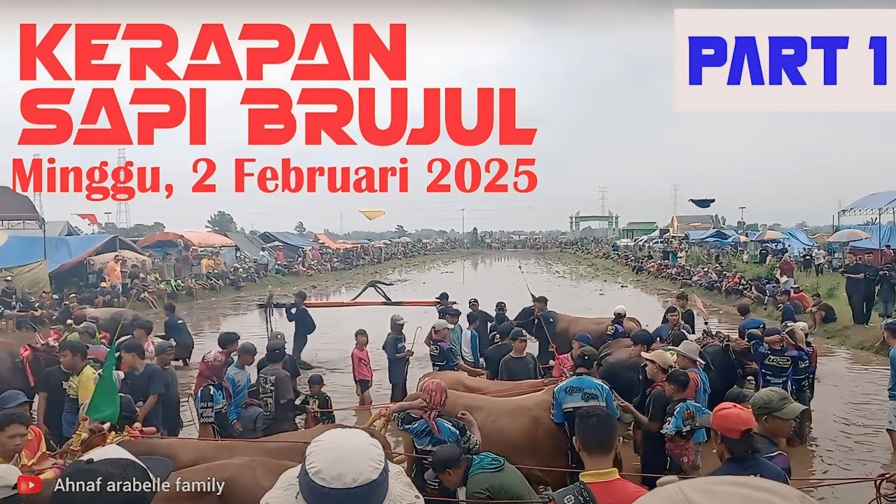 KERAPAN SAPI BRUJUL 2 FEBRUARI 2025 - PART 1