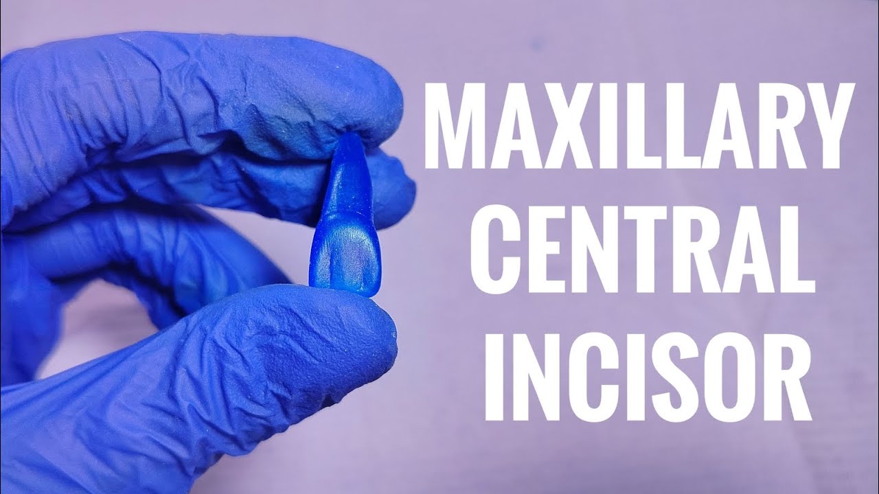 Maxillary Central Incisor Carving 🦷 | نحت القاطع المركزي العلوي لطلبة سنة أولى طب أسنان