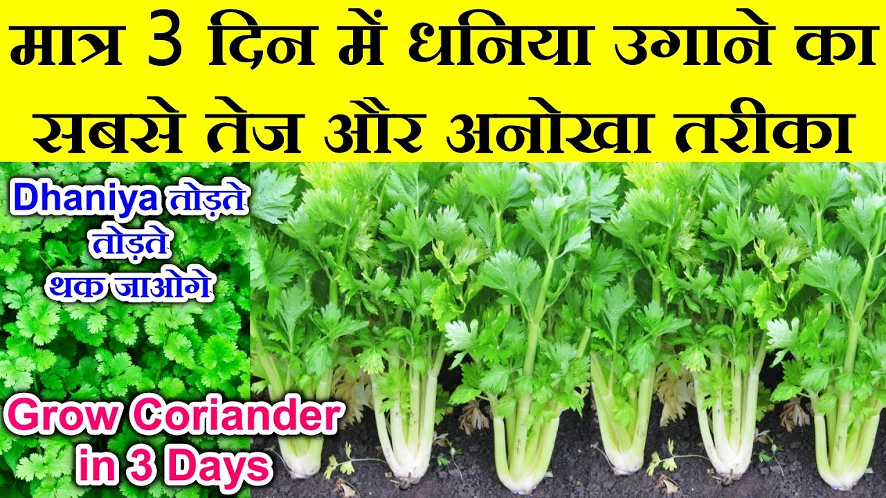 सिर्फ 3 दिन मे धनिया उगाने का बिल्कुल नया तरीका|3 din me dhaniya kaise ugaye|Grow Coriander in 3 day