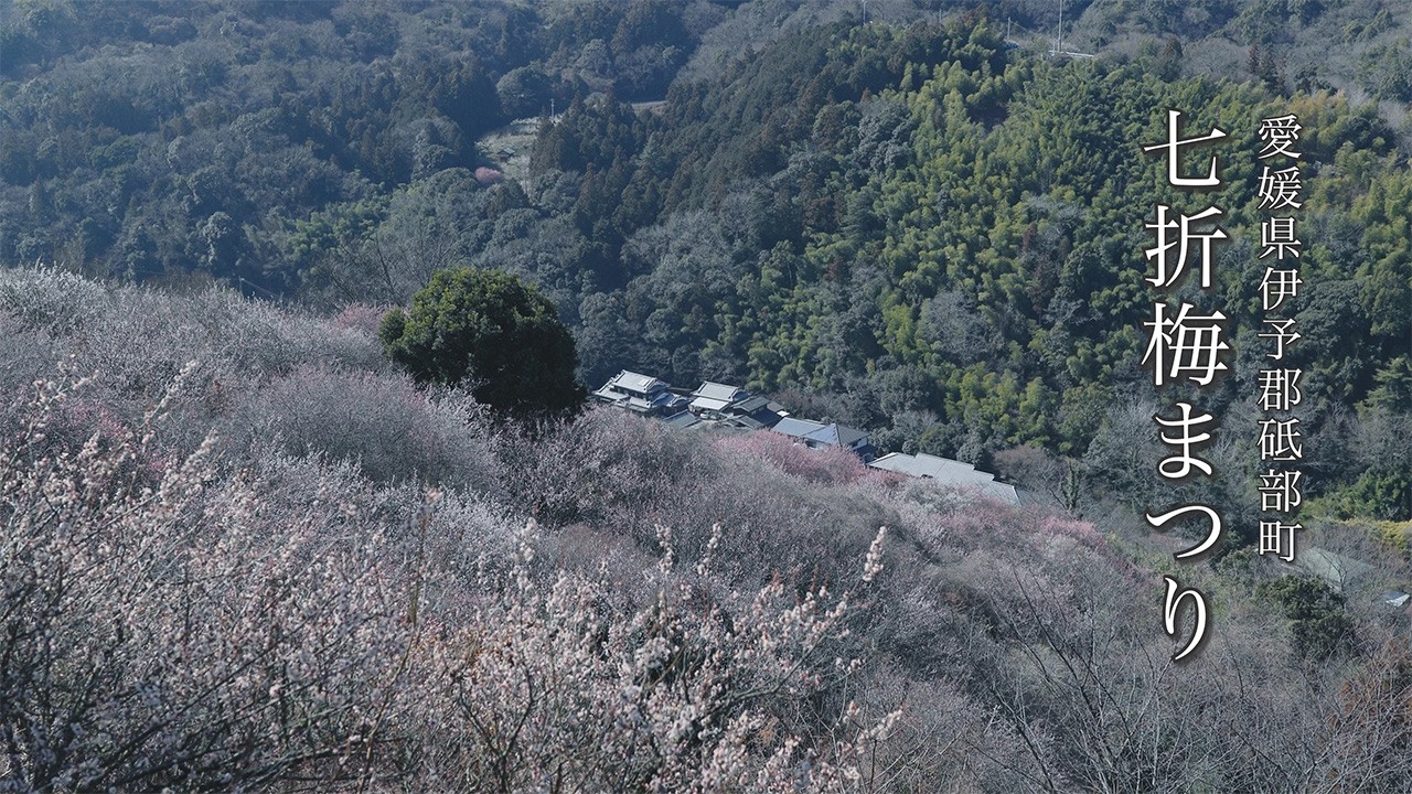 【愛媛県 砥部町】『期間限定』春の訪れ　絶景七折梅まつり 2026年2月21日～2026年3月8日