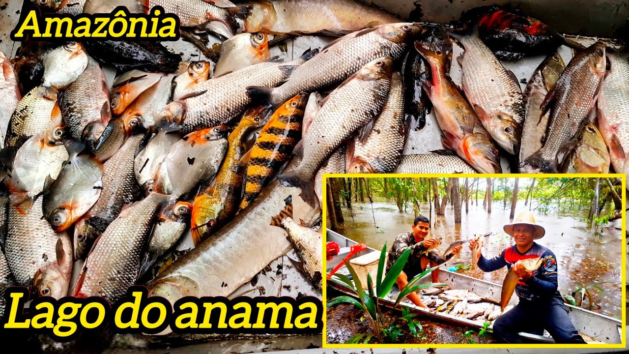 Pescaria farta e culináriana top, no coração da Amazônia em anama, um dos melhores vídeo que já fiz.