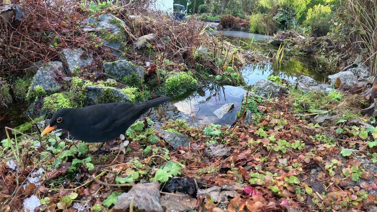 GardenTraffic 11 (reupload)