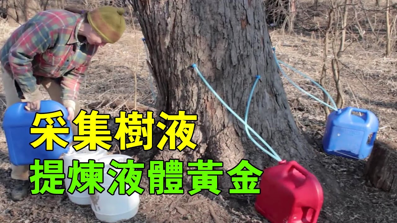 楓糖漿為什麼那麼貴？一棵40年樹，一年才產1升