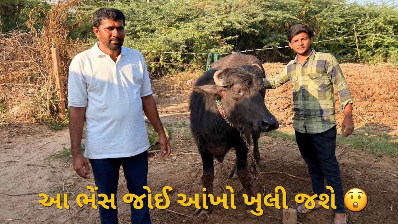 એક ભેંસ આપે ૧૮ લિટર દૂધ 😱 | 2 ભેંસ + 2 ગાય સાથે સફળ પશુપાલન | Gujarati Vlog #farming #bafelo 