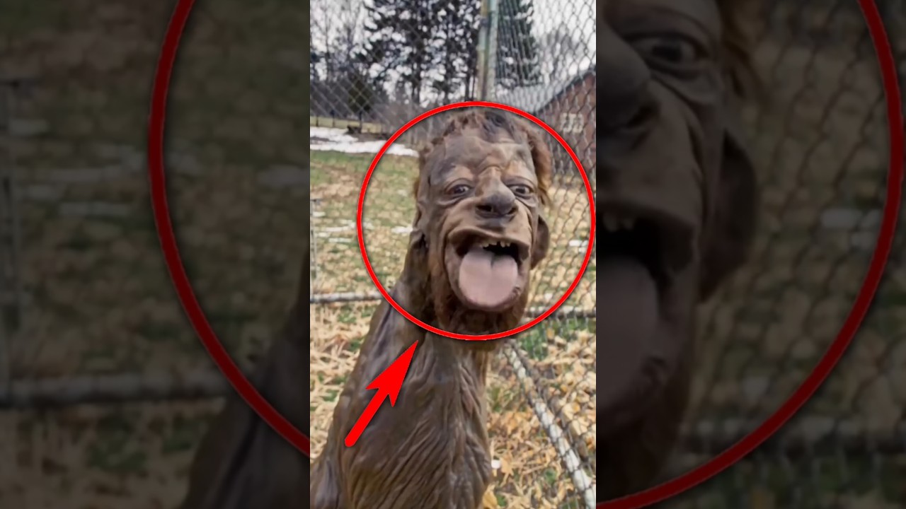 Don't ever come near this dog because you’ll never expect what’s going to happen! 😆
