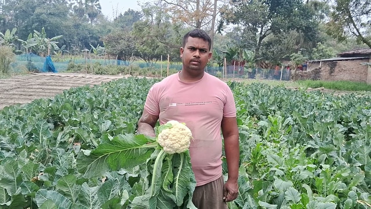 Basf Nunhems Company Ka Cauliflower Veera-5002 Plot Farmer Feedback 